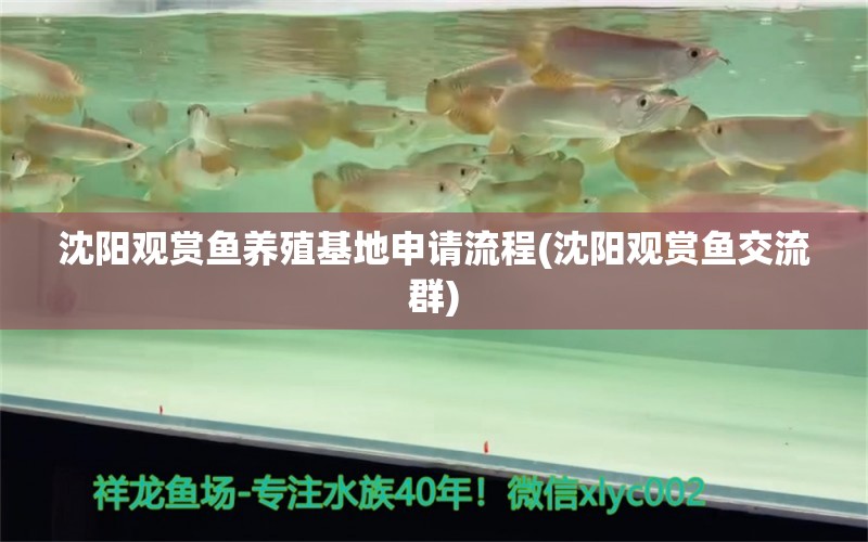 沈陽(yáng)觀賞魚(yú)養(yǎng)殖基地申請(qǐng)流程(沈陽(yáng)觀賞魚(yú)交流群)