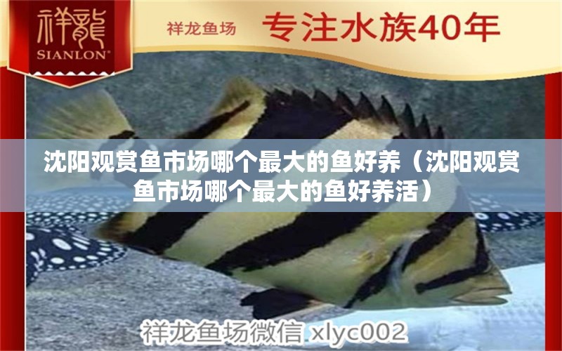 沈陽(yáng)觀賞魚(yú)市場(chǎng)哪個(gè)最大的魚(yú)好養(yǎng)（沈陽(yáng)觀賞魚(yú)市場(chǎng)哪個(gè)最大的魚(yú)好養(yǎng)活）