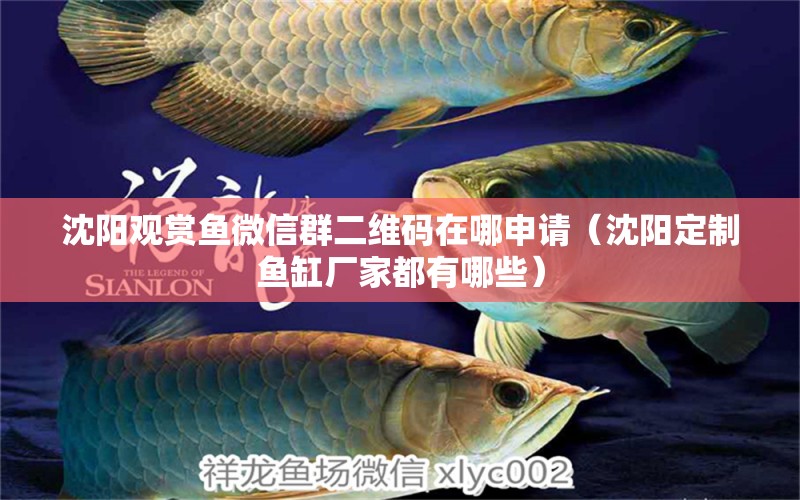 沈陽觀賞魚微信群二維碼在哪申請（沈陽定制魚缸廠家都有哪些） 福魟魟魚 第2張