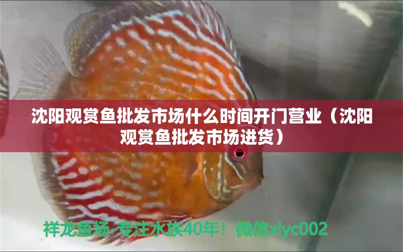 沈陽(yáng)觀賞魚批發(fā)市場(chǎng)什么時(shí)間開(kāi)門營(yíng)業(yè)（沈陽(yáng)觀賞魚批發(fā)市場(chǎng)進(jìn)貨） 白子銀版魚苗