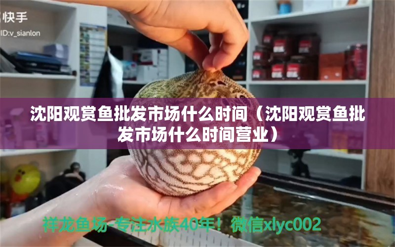 沈陽觀賞魚批發(fā)市場什么時間（沈陽觀賞魚批發(fā)市場什么時間營業(yè)） 觀賞魚批發(fā)