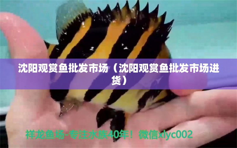 沈陽(yáng)觀賞魚(yú)批發(fā)市場(chǎng)（沈陽(yáng)觀賞魚(yú)批發(fā)市場(chǎng)進(jìn)貨）