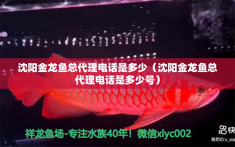 沈陽金龍魚總代理電話是多少（沈陽金龍魚總代理電話是多少號）