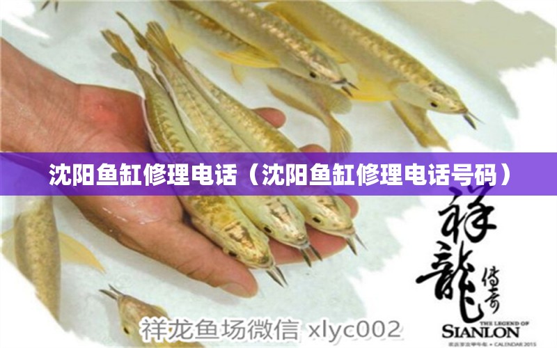 沈陽魚缸修理電話（沈陽魚缸修理電話號(hào)碼） 其他品牌魚缸