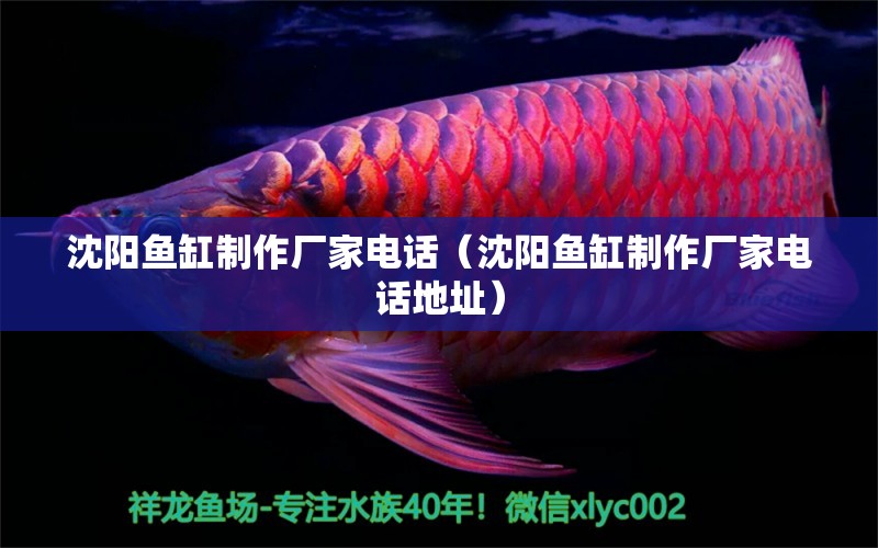 沈陽魚缸制作廠家電話（沈陽魚缸制作廠家電話地址）