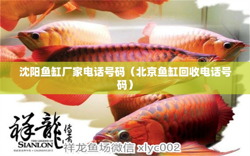 沈陽魚缸廠家電話號(hào)碼（北京魚缸回收電話號(hào)碼） 純血皇冠黑白魟魚