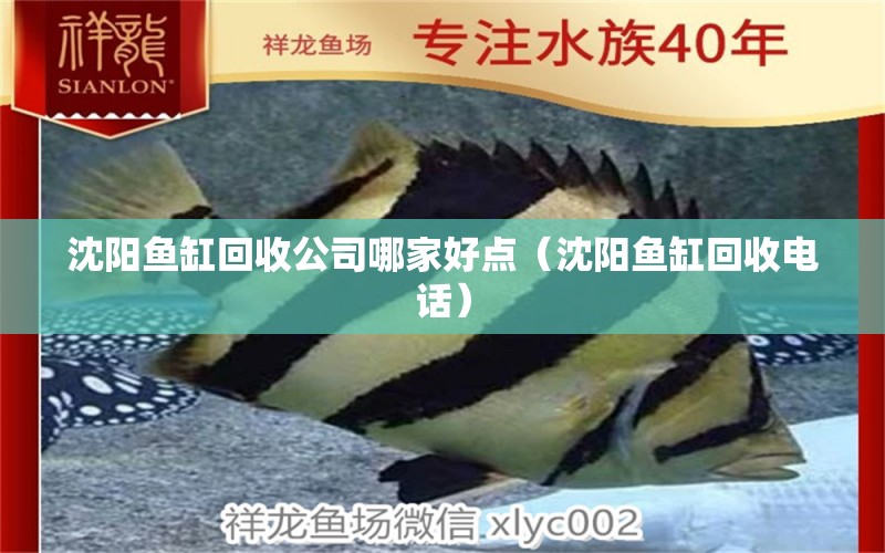 沈陽(yáng)魚(yú)缸回收公司哪家好點(diǎn)（沈陽(yáng)魚(yú)缸回收電話） 祥龍進(jìn)口元寶鳳凰魚(yú)