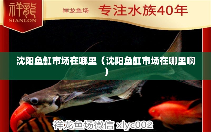 沈陽魚缸市場在哪里（沈陽魚缸市場在哪里?。? title=