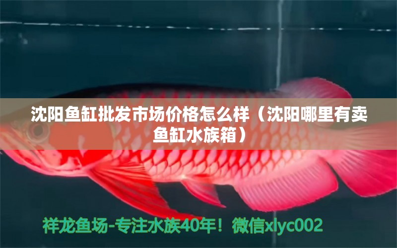 沈陽魚缸批發(fā)市場價格怎么樣（沈陽哪里有賣魚缸水族箱）