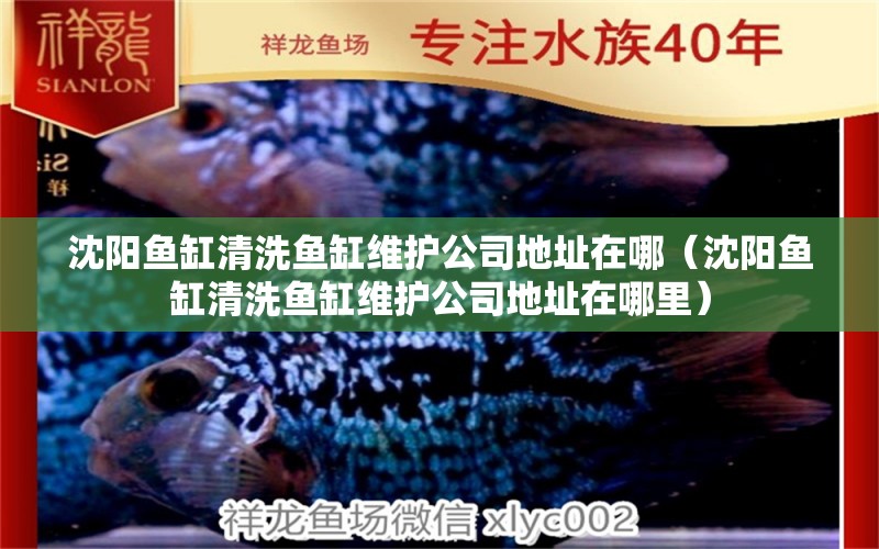 沈陽魚缸清洗魚缸維護(hù)公司地址在哪（沈陽魚缸清洗魚缸維護(hù)公司地址在哪里）