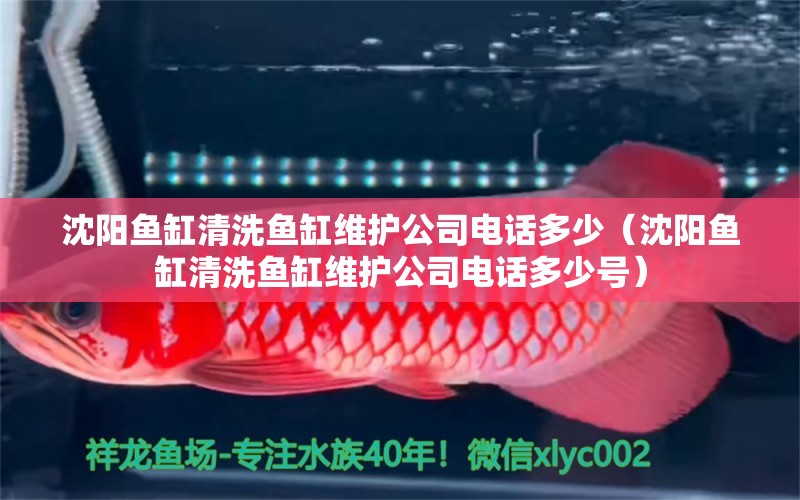 沈陽魚缸清洗魚缸維護公司電話多少（沈陽魚缸清洗魚缸維護公司電話多少號）