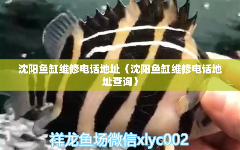 沈陽魚缸維修電話地址（沈陽魚缸維修電話地址查詢） 其他品牌魚缸