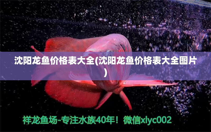 沈陽龍魚價(jià)格表大全(沈陽龍魚價(jià)格表大全圖片) 白子金龍魚