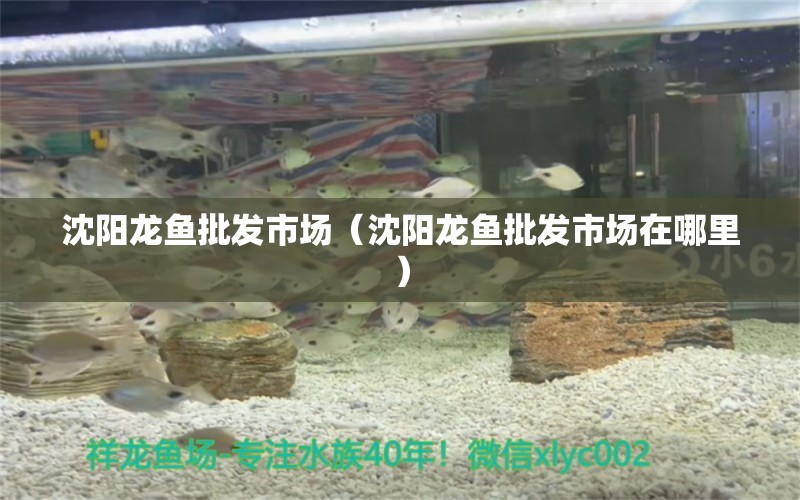 沈陽龍魚批發(fā)市場（沈陽龍魚批發(fā)市場在哪里） 龍魚批發(fā)