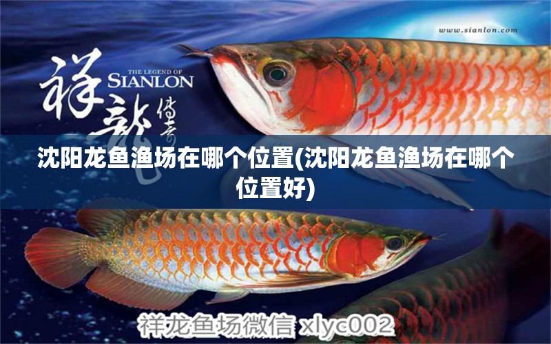 沈陽龍魚漁場在哪個位置(沈陽龍魚漁場在哪個位置好) 委內(nèi)瑞拉奧里諾三間魚苗