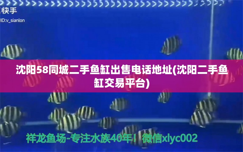 沈陽58同城二手魚缸出售電話地址(沈陽二手魚缸交易平臺) 泰國虎魚（泰虎）