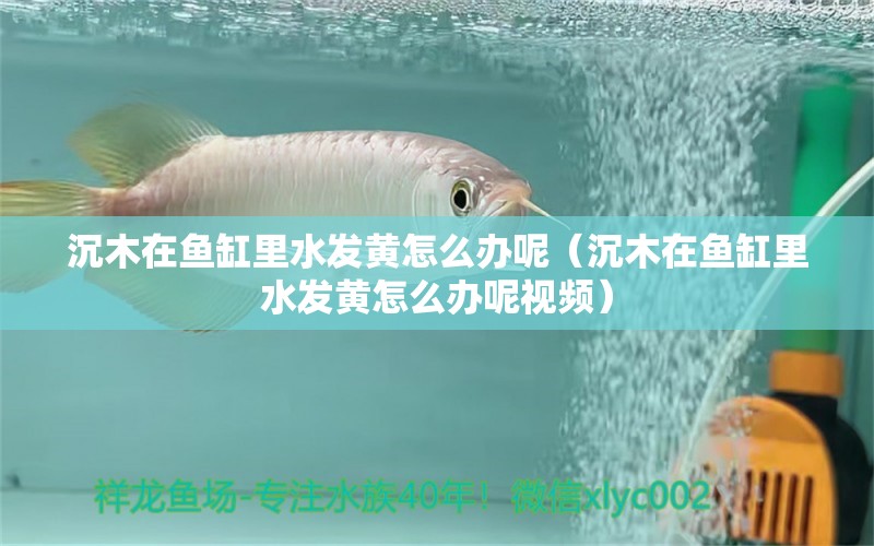 沉木在魚缸里水發(fā)黃怎么辦呢（沉木在魚缸里水發(fā)黃怎么辦呢視頻） 黃鰭鯧魚