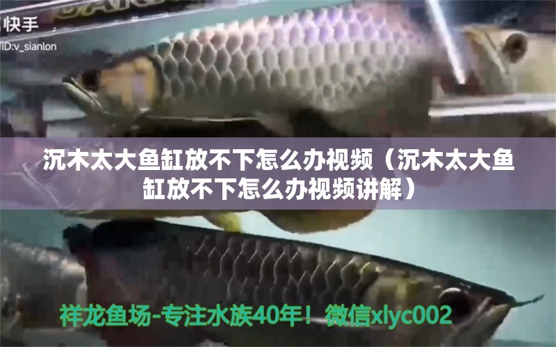 沉木太大魚缸放不下怎么辦視頻（沉木太大魚缸放不下怎么辦視頻講解）