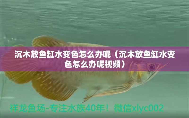 沉木放魚缸水變色怎么辦呢（沉木放魚缸水變色怎么辦呢視頻）