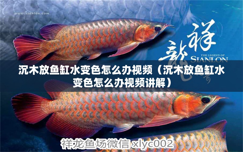 沉木放魚缸水變色怎么辦視頻（沉木放魚缸水變色怎么辦視頻講解） 其他品牌魚缸