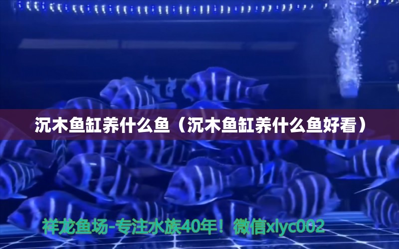 沉木魚缸養(yǎng)什么魚（沉木魚缸養(yǎng)什么魚好看） 其他品牌魚缸