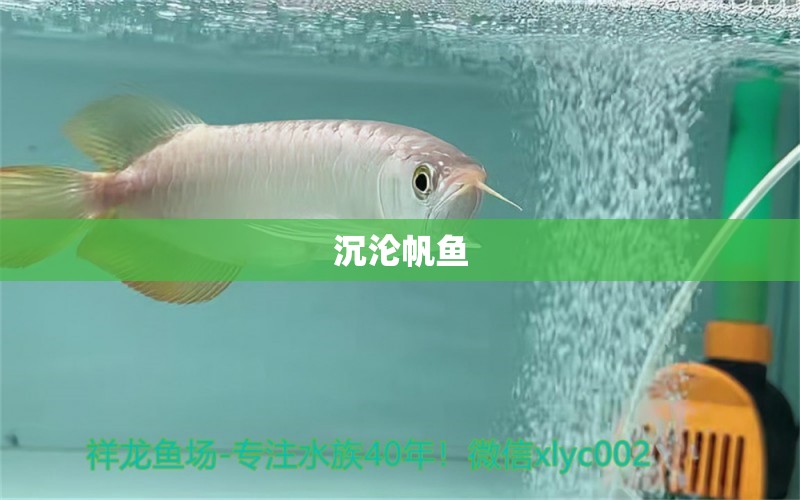 沉淪帆魚