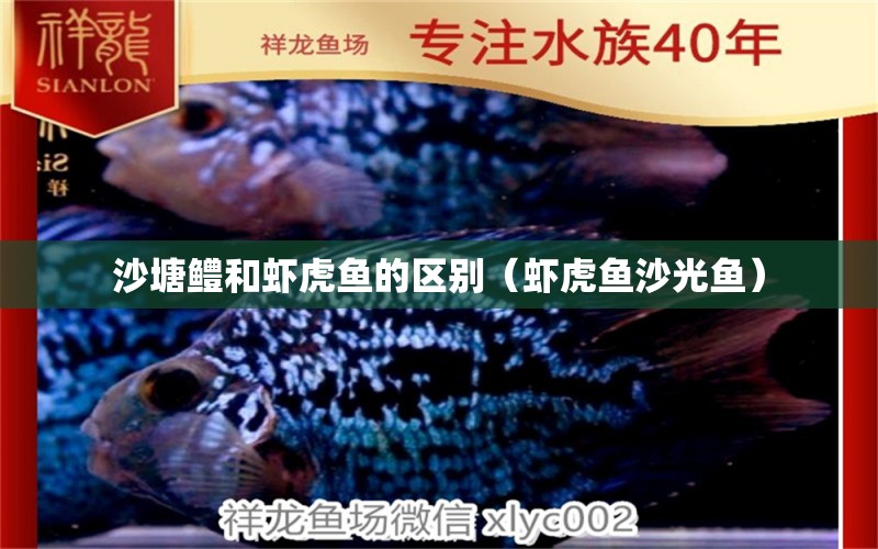 沙塘鱧和蝦虎魚的區(qū)別（蝦虎魚沙光魚） 虎魚百科