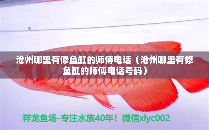 滄州哪里有修魚缸的師傅電話（滄州哪里有修魚缸的師傅電話號(hào)碼）