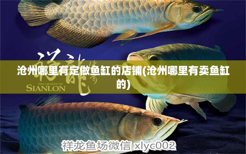 滄州哪里有定做魚缸的店鋪(滄州哪里有賣魚缸的) 鸚鵡魚