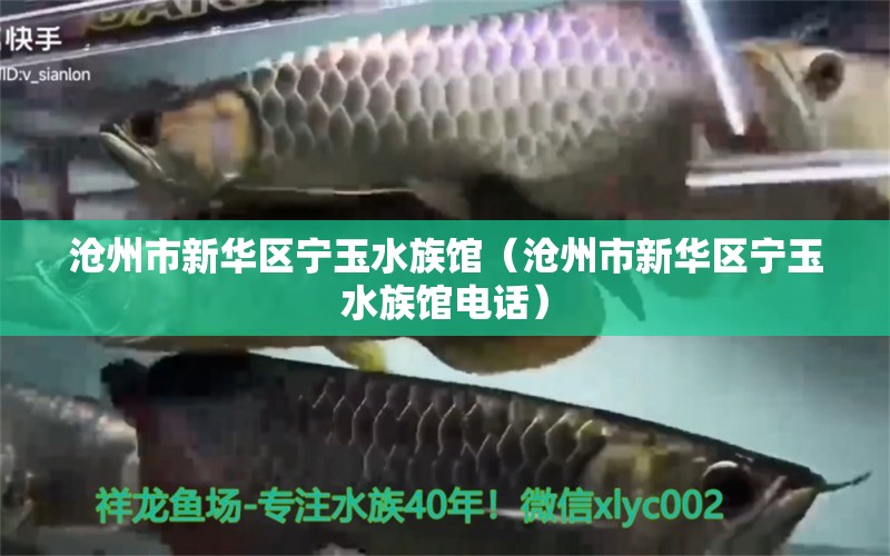 滄州市新華區(qū)寧玉水族館（滄州市新華區(qū)寧玉水族館電話） 全國水族館企業(yè)名錄