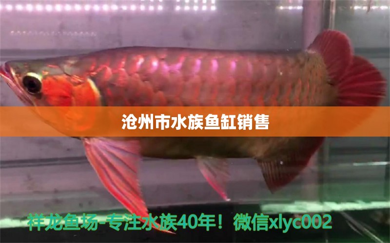 滄州市水族魚缸銷售