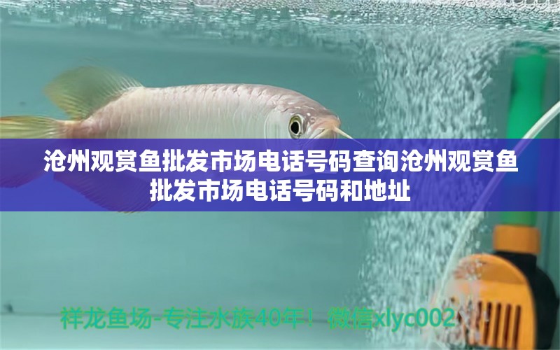 滄州觀賞魚批發(fā)市場電話號碼查詢滄州觀賞魚批發(fā)市場電話號碼和地址 觀賞魚批發(fā)