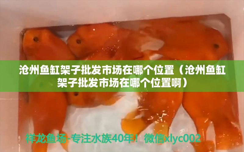 滄州魚缸架子批發(fā)市場在哪個位置（滄州魚缸架子批發(fā)市場在哪個位置?。? title=