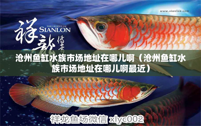 滄州魚(yú)缸水族市場(chǎng)地址在哪兒?。嬷蒴~(yú)缸水族市場(chǎng)地址在哪兒啊最近） 魚(yú)缸水質(zhì)穩(wěn)定劑