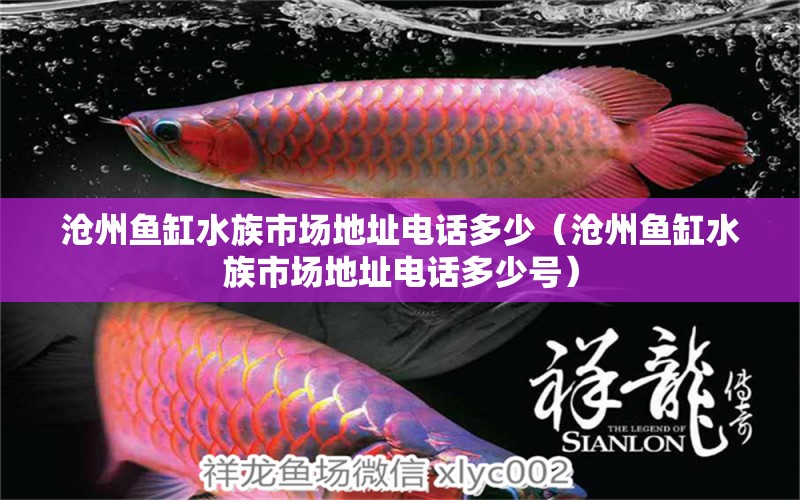 滄州魚缸水族市場(chǎng)地址電話多少（滄州魚缸水族市場(chǎng)地址電話多少號(hào)）