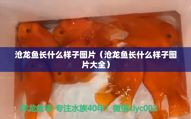 滄龍魚長什么樣子圖片（滄龍魚長什么樣子圖片大全）