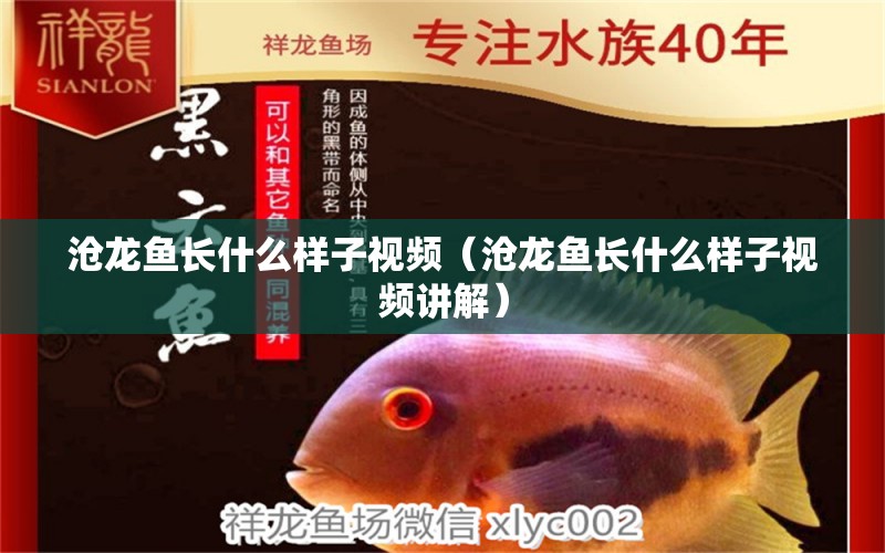 滄龍魚長什么樣子視頻（滄龍魚長什么樣子視頻講解）