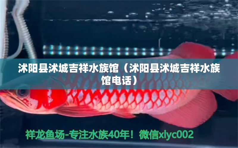 沭陽縣沭城吉祥水族館（沭陽縣沭城吉祥水族館電話）