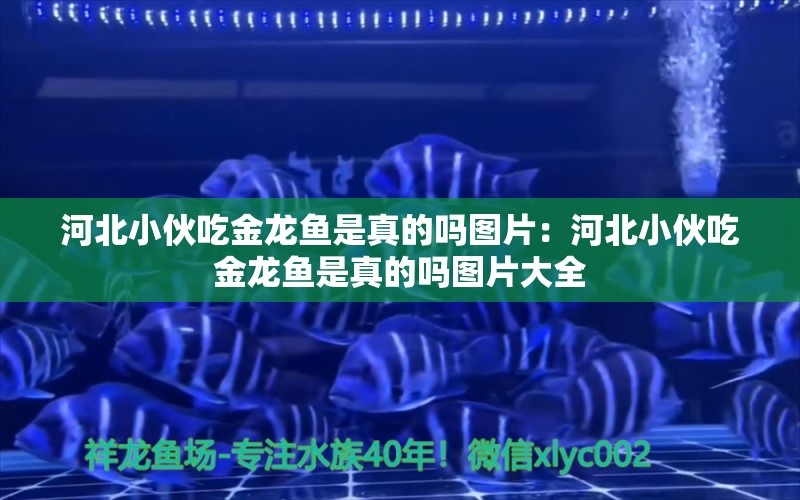 河北小伙吃金龍魚是真的嗎圖片：河北小伙吃金龍魚是真的嗎圖片大全