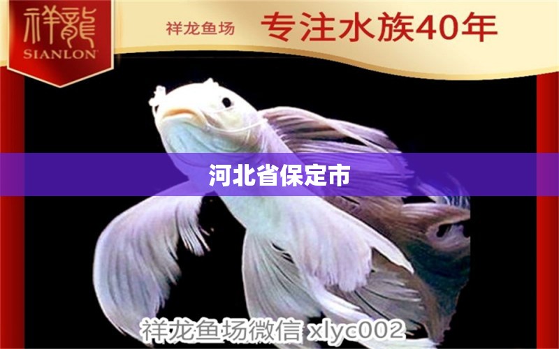 河北省保定市 觀賞魚論壇 第6張