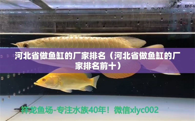 河北省做魚缸的廠家排名（河北省做魚缸的廠家排名前十）