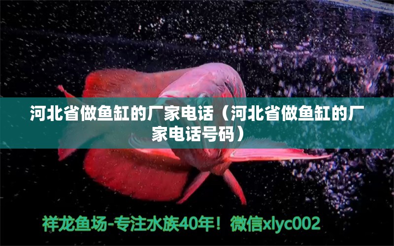 河北省做魚缸的廠家電話（河北省做魚缸的廠家電話號碼） 其他品牌魚缸