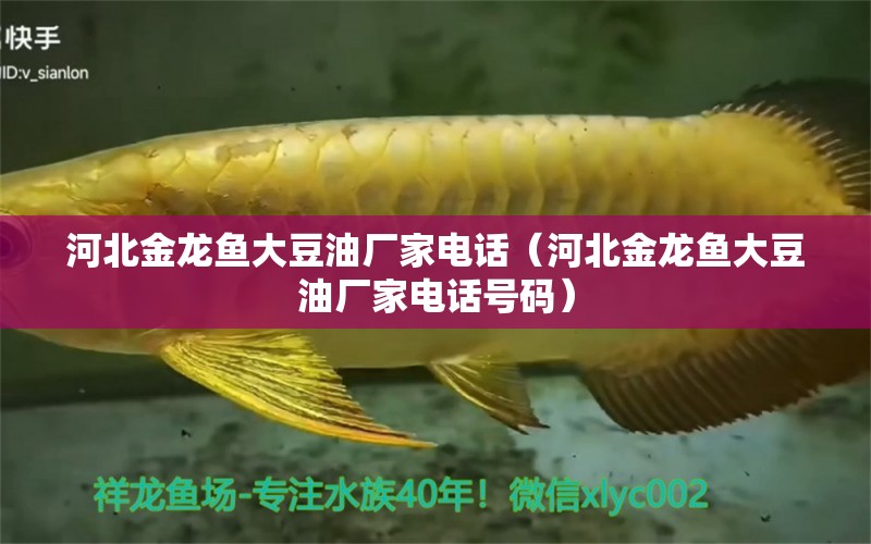 河北金龍魚大豆油廠家電話（河北金龍魚大豆油廠家電話號碼）