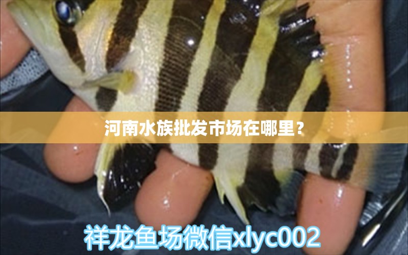 河南水族批發(fā)市場在哪里？