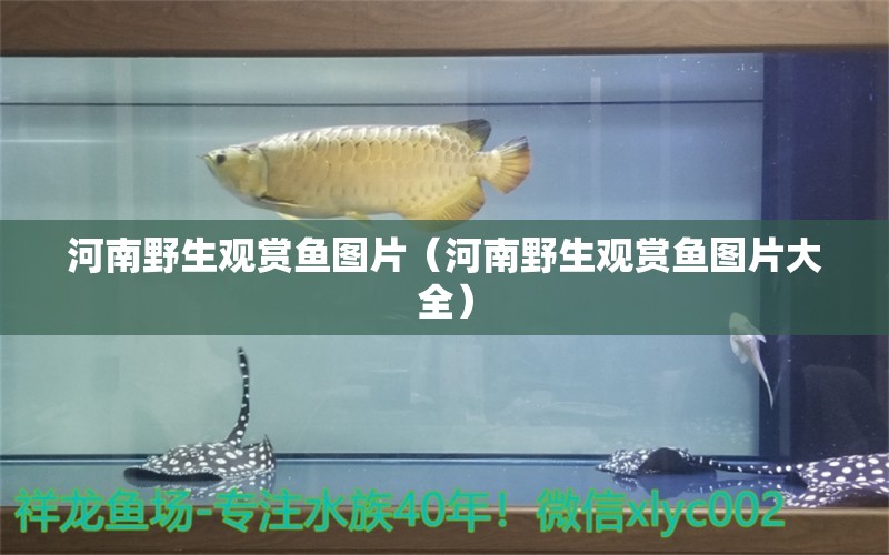 河南野生觀賞魚圖片（河南野生觀賞魚圖片大全）