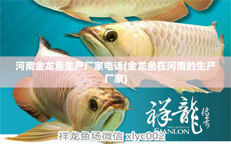 河南金龍魚生產(chǎn)廠家電話(金龍魚在河南的生產(chǎn)廠家) 野生地圖魚