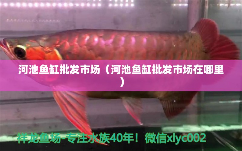 河池魚缸批發(fā)市場（河池魚缸批發(fā)市場在哪里）