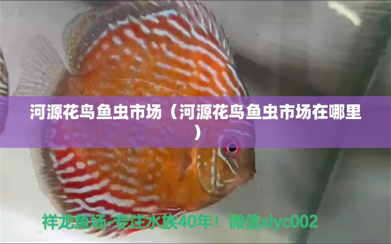 河源花鳥魚蟲市場（河源花鳥魚蟲市場在哪里） 觀賞魚水族批發(fā)市場