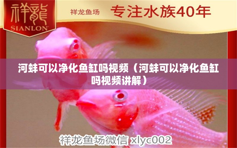 河蚌可以凈化魚缸嗎視頻（河蚌可以凈化魚缸嗎視頻講解）