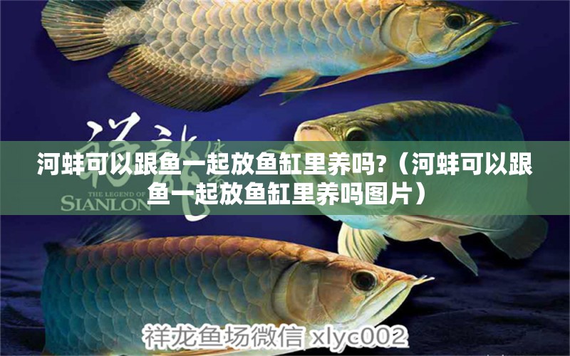 河蚌可以跟魚(yú)一起放魚(yú)缸里養(yǎng)嗎?（河蚌可以跟魚(yú)一起放魚(yú)缸里養(yǎng)嗎圖片） 伊巴卡魚(yú)